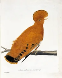 Zoologische Tafel (Ornithologie): Amerikanischer Felsenhahn (orangefarbener Hahn oder Rupicola rupicola) auf einem Ast