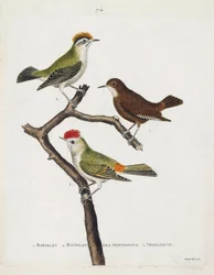 Zoologische Tafel (Ornithologie). Von oben nach unten: Wintergoldhähnchen (Wintergoldhähnchen oder Regulus regulus), Zaunkönig (Zaunkönig oder Troglodytes troglodytes) und Hottentottenkönig (Rubinkrone) auf einem Ast. Illustration in „Die Geschichte der Vö