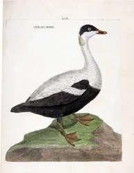 Zoologische Tafel (Ornithologie): Die Eiderente (Somateria mollissima). Illustration in „Die Geschichte der Vögel, gemalt in ihren erscheinenden und empfindlichen Aspekten“ von Francois Nicolas Martinet (1731-1800). Private Sammlung.