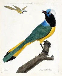 Zoologische Tafel (Ornithologie): Peru-Jay (Grün-Jay oder Cyanocorax yncas) auf einem Ast. Illustration in „Die Geschichte der Vögel, gemalt in ihren erscheinenden und empfindlichen Aspekten“ von Francois Nicolas Martinet (1731-1800). Private Sammlung