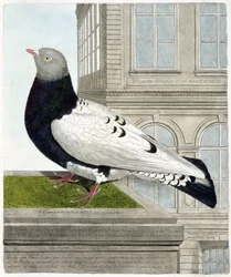Zoologische Tafel (Ornithologie): Die römische Taube (Columba livia). Illustration in „Die Geschichte der Vögel, gemalt in ihren erscheinenden und empfindlichen Aspekten“ von Francois Nicolas Martinet (1731-1800). Private Sammlung