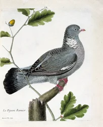 Zoologische Tafel (Ornithologie): Die Ringeltaube (Columba palumbus) auf einem Ast. Illustration in „Die Geschichte der Vögel, gemalt in ihren erscheinenden und empfindlichen Aspekten“ von Francois Nicolas Martinet (1731-1800). Private Sammlung.