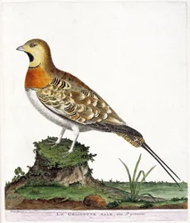 Zoologische Tafel (Ornithologie): Der männliche Gelinotte der Pyrenäen (Ganga cata oder Pterocles alchata). Illustration in „Die Geschichte der Vögel, gemalt in ihren erscheinenden und empfindlichen Aspekten“ von Francois Nicolas Martinet (1731-1800). Priv