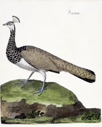 Zoologische Tafel (Ornithologie): Der Pfau (Blauer Pfau oder Pavo cristatus). Illustration in „Die Geschichte der Vögel, gemalt in ihren erscheinenden und empfindlichen Aspekten“ von Francois Nicolas Martinet (1731-1800). Private Sammlung.