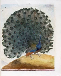 Zoologische Tafel (Ornithologie): Der Pfau, der das Rad schlägt (Blauer Pfau oder Pavo cristatus). Illustration in „Die Geschichte der Vögel, gemalt in ihren erscheinenden und empfindlichen Aspekten“ von Francois Nicolas Martinet (1731-1800). Private Samml