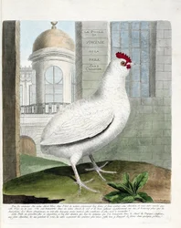 Zoologische Tafel (Ornithologie): Virginia-Huhn oder Hühner ohne Rumpf (Haushuhn iu Gallus gallus). Illustration in „Die Geschichte der Vögel, gemalt in ihren erscheinenden und empfindlichen Aspekten“ von Francois Nicolas Martinet (1731-1800). Private Samm