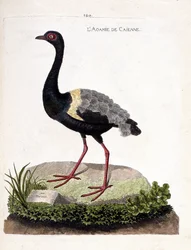 Zoologische Tafel (Ornithologie): Der Trompetervogel (Psophia crepitans). Illustration in „Die Geschichte der Vögel, gemalt in ihren erscheinenden und empfindlichen Aspekten“ von Francois Nicolas Martinet (1731-1800). Private Sammlung.