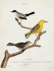 Zoologische Tafel (Ornithologie): Feigenvögel. Von unten nach oben: der Wiedehopf (Kalifornischer Fliegenschnäpper oder Polioptila californica), der Orangenwaldsänger (Orangenwaldsänger oder Protonotaria citrea) und der Schwarzkopf von Cayenne (Tropischer