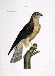 Zoologische Tafel (Ornithologie): Männlicher Kornweihe (Circus cyaneus) auf einem Ast. Illustration in „Die Geschichte der Vögel, gemalt in ihren erscheinenden und empfindlichen Aspekten“ von Francois Nicolas Martinet (1731-1800). Private Sammlung.