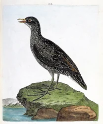 Zoologische Tafel (Ornithologie): Marouette (Porzana porzana). Illustration in „Die Geschichte der Vögel“ von Francois Nicolas Martinet (1731-1800). Private Sammlung.