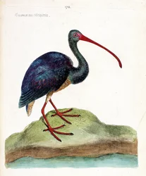 Zoologische Tafel (Ornithologie): Der Braune Sichler (Plegadis falcinellus). Illustration in „Die Geschichte der Vögel, gemalt in ihren erscheinenden und empfindlichen Aspekten“ von Francois Nicolas Martinet (1731-1800). Private Sammlung.