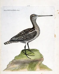 Zoologische Tafel (Ornithologie): Alter männlicher Bekassine (Sumpfbekassine oder Gallinago gallinago). Illustration in „Die Geschichte der Vögel, gemalt in ihren erscheinenden und empfindlichen Aspekten“ von Francois Nicolas Martinet (1731-1800). Private 