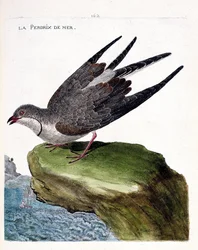 Zoologische Tafel (Ornithologie): Die Rotflügel-Brachschwalbe (Glareola pratincola). Illustration in „Die Geschichte der Vögel, gemalt in ihren erscheinenden und empfindlichen Aspekten“ von Francois Nicolas Martinet (1731-1800). Private Sammlung.