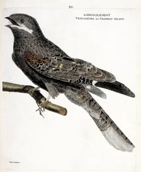 Zoologische Tafel (Ornithologie): Der Ziegenmelker (Europäischer Ziegenmelker oder Caprimulgus europaeus) auf einem Ast. Illustration in „Die Geschichte der Vögel, gemalt in ihren erscheinenden und empfindlichen Aspekten“ von Francois Nicolas Martinet (173