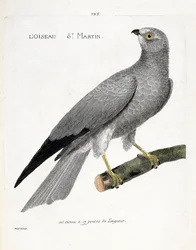 Zoologische Tafel (Ornithologie): der Vogel Sankt Martin (Weißer Weihen oder Circus cyaneus) auf einem Ast. Illustration in „Die Geschichte der Vögel, gemalt in ihren erscheinenden und empfindlichen Aspekten“ von Francois Nicolas Martinet (1731-1800). Priv