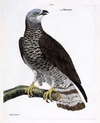 Zoologische Tafel (Ornithologie): Die Wespenbussard (Wespenbussard oder Pernis apivorus) auf einem Ast. Illustration in „Die Geschichte der Vögel, gemalt in ihren erscheinenden und empfindlichen Aspekten“ von Francois Nicolas Martinet (1731-1800).