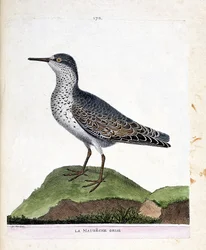 Zoologische Tafel (Ornithologie): Der Graue Strandläufer (Purpurstrandläufer oder Calidris maritima). Illustration in „Die Geschichte der Vögel, gemalt in ihren erscheinenden und empfindlichen Aspekten“ von Francois Nicolas Martinet (1731-1800).