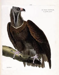 Zoologische Tafel (Ornithologie): der große Geier (Mönchsgeier oder Aegypius monachus) auf einem Ast. Illustration in "Die Geschichte der Vögel, gemalt in ihren sichtbaren und sinnlich wahrnehmbaren Erscheinungsformen" von François Nicolas Martinet