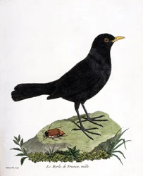 Zoologische Tafel (Ornithologie): die männliche Amsel (schwarze Amsel oder Turdus merula). Illustration in „Die Geschichte der Vögel, gemalt in ihren sichtbaren und empfindsamen Erscheinungsformen“ von François Nicolas Martinet (1731-1800). Privatsammlung.