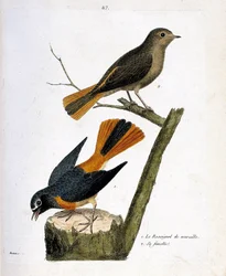 Zoologische Tafel (Ornithologie): die Mauernachtigall auf einem Baumstumpf und ihr Weibchen (Gartenrotschwanz mit weißer Stirn oder Phoenicurus phoenicurus) auf dem Ast. Illustration in „Die Geschichte der Vögel, gemalt in ihrem Erscheinungsbild und ihren