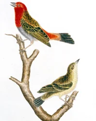 Spatz und sein Weibchen, kolorierte Gravur von François Nicolas Martinet