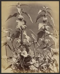 Blumenstudie