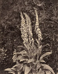 Fingerhüte, um 1860er