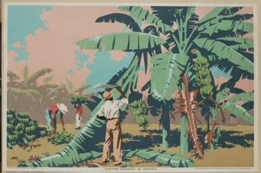 Bananen schneiden in Jamaika