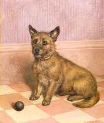 Warten auf das Spiel, ein Cairn Terrier mit einem Ball (Öl)