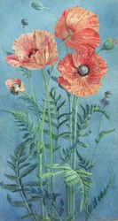 Mohnblumen, 1916