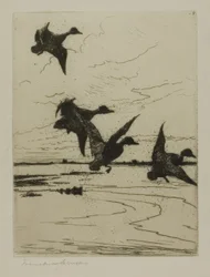 Landende Enten