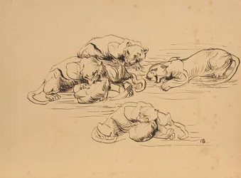 Raufende Sundapanther