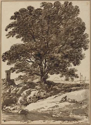 Küste mit einem großen Baum