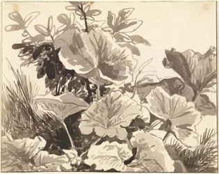 Studie von Huflattichblättern