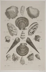 Tafel mit Muscheln. Tafel 12.