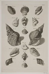 Tafel mit Muscheln. Tafel 5.