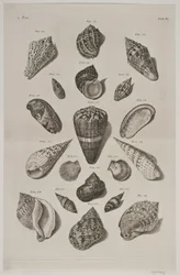 Tafel mit Muscheln. Tafel 6.