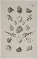 Tafel mit Muscheln. Tafel 9.
