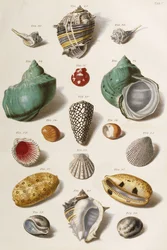 Verschiedene Muscheln