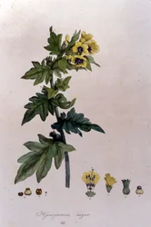 Aus „Flora Monacensis“ von F. De Paola De Schrank. München 1816.