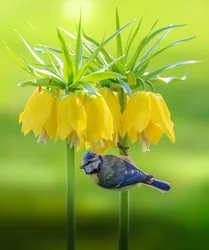 Blaumeise gelbe Blüten