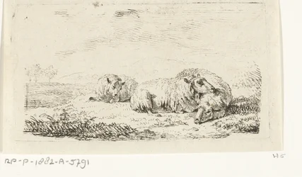 Drei Schafe liegend im Gras