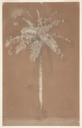 Abaye Palm, Mt. Salus, Jamaika