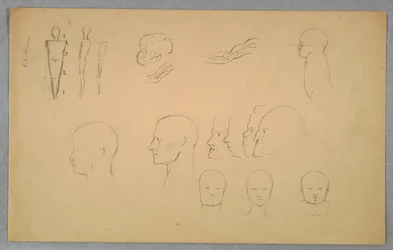 Anatomische Studien