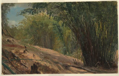 Bambushain, Jamaika