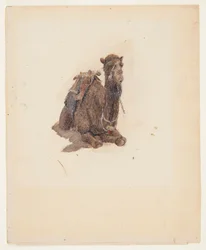 Kauernder Dromedar