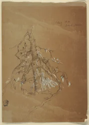 Zeichnung, Ein knorriger Immergrün, Grand Manan, Kanada, August 1851