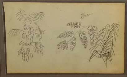 Botanische Skizzen, 1857