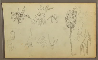 Botanische Skizzen, 1857