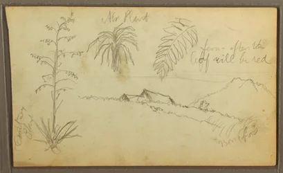 Botanische Skizzen, 1857